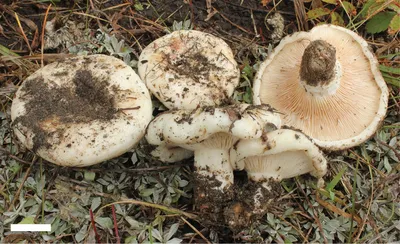 Волнушка белая - Lactarius pubescens - Грибы Уломы Железной