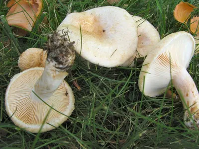 Lactarius (Lactifluus) glaucescens, Груздь (млечник) сизоватый