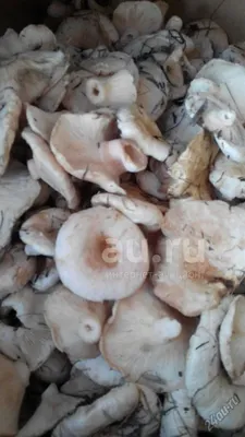 Осенние грибы белянки | Блог из Соснового Бора Онлайн
