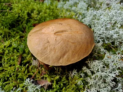 Груздь осиновый (Lactarius controversus) - Picture Mushroom