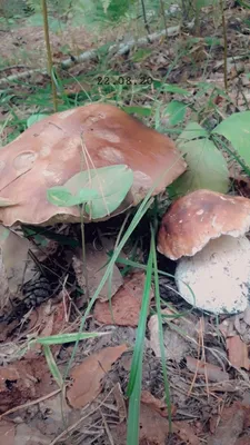 Stuffed mushrooms, Fungi, September