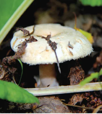 Фотографии грибов. Канада, Онтарио