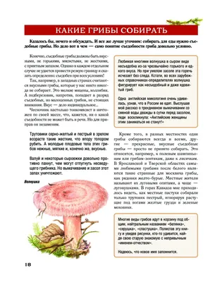 Волнушка белая - Lactarius pubescens - Грибы Уломы Железной