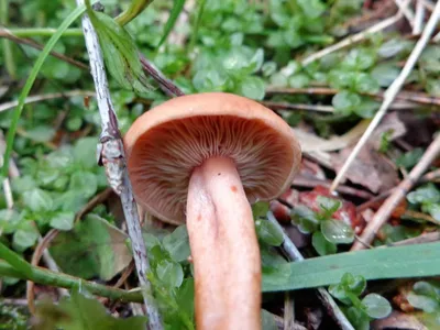 Вячеслав Степанов: Грибы Калужской области - Краснушка (Lactarius subdulcis)