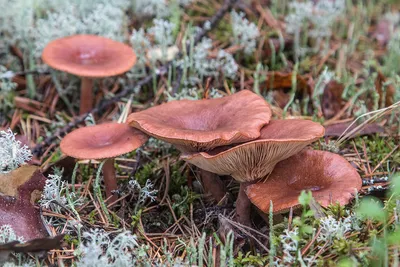 Краснушка (Lactarius subdulcis). Фото на сайте \"Грибы: информация и  фотографии\"