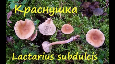 Краснушка (Lactarius subdulcis) - Picture Mushroom