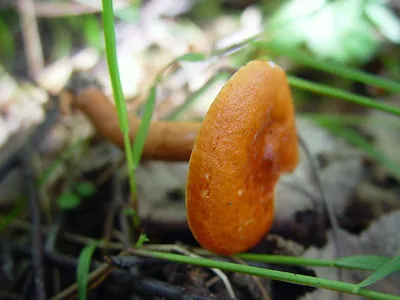 Lactarius flexuosus, Серушка (млечник извилистый)