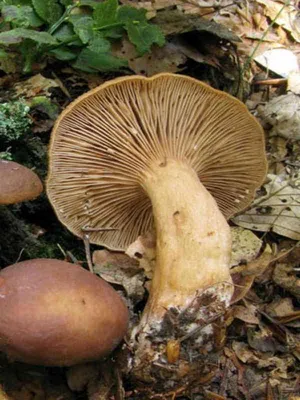 Вячеслав Степанов: Грибы Калужской области - Краснушка (Lactarius subdulcis)