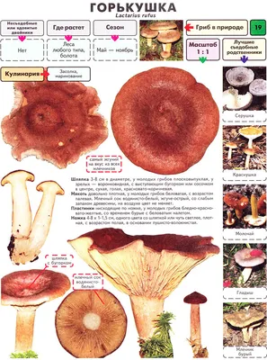 🍄🌲📸☮️ on Instagram: \"Краснушка (Lactarius subdulcis) Съедобна и идет в  засол как и множество других млечников, но очень уж хлипкая, не беру  поэтому. 13.08.2021г., Выборгский р-н, ЛО. . . . #mushrooms #гриб #