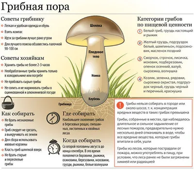 Съедобные грибы: наглядные подсказки для начинающих грибников