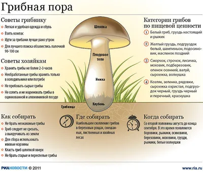 Грибная пора!!! » Осинники, официальный сайт города