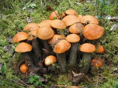 Млечник камфорный - Lactarius camphoratus - Грибы Уломы Железной