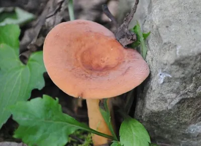 Краснушка гриб (65 фото) - 65 фото