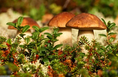 В Тульской области собрали первый грибной «урожай» - саркосцифу или эльфову  чашу | 12.04.2022 | Общество | Центр71 - все новости Тулы