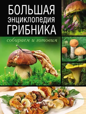 Хэлп. Что за грибы? | Грибы в Подмосковье 2024 | ВКонтакте