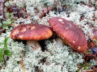 Январь. Морозы. Первые грибы! | Это грибы! | Дзен