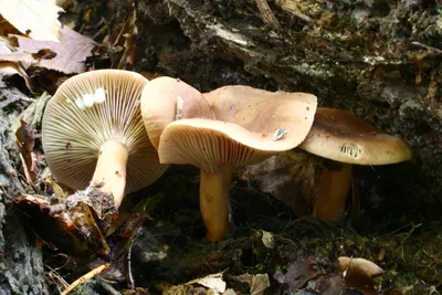 Boletus edulis, Белый гриб