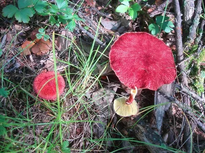 Какие грибы растут на Херсонщине? - Херсон Daily