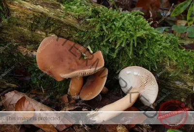 Петербуржцы продолжают собирать грибы, несмотря на погоду
