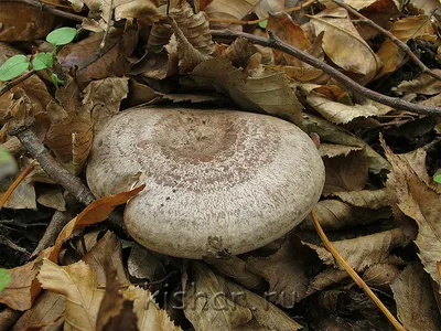 🍄🌲📸☮️ on Instagram: \"Краснушка (Lactarius subdulcis) Съедобна и идет в  засол как и множество других млечников, но очень уж хлипкая, не беру  поэтому. 13.08.2021г., Выборгский р-н, ЛО. . . . #mushrooms #гриб #