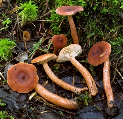 Краснушка (Lactarius subdulcis) фото и описание