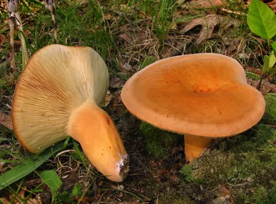 Какие грибы собирают в лесу под Петербургом и в Ленобласти в ноябре 2022г.:  ежовики, трубчатые лисички белые и дубовик крапчатый - 3 ноября 2022 -  Фонтанка.Ру