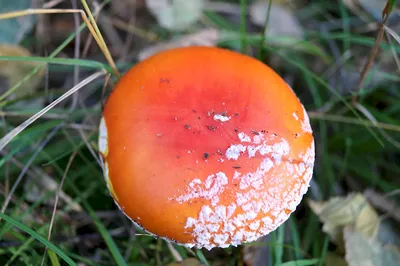 Краснушка — описание гриба, где растет, похожие виды, фото