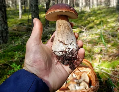 Млечник грабовый, груздь зонистый, Lactarius circellatus