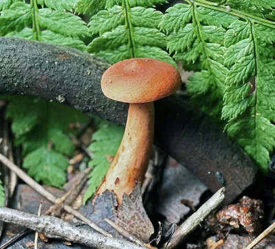 Краснуха гриб (Много фото!) - treepics.ru