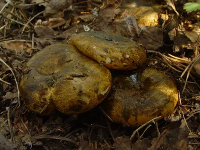 Tricholoma equestre (flavovirens), Зеленушка