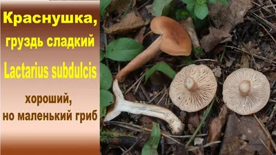 Груздь красно-коричневый (Lactarius volemus) - Picture Mushroom