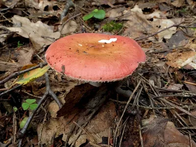 В каких районах Брестской области грибы и ягоды содержат радионуклиды