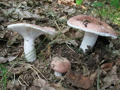 Млечник грабовый, груздь зонистый, Lactarius circellatus