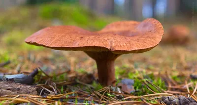 Lactarius tabidus, Млечник чахлый