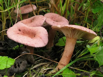 Млечник белый - Lactarius musteus - Грибы Уломы Железной