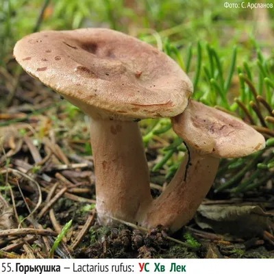 Вячеслав Степанов: Грибы Калужской области - Млечник лиловый (Lactarius  lilacinus)