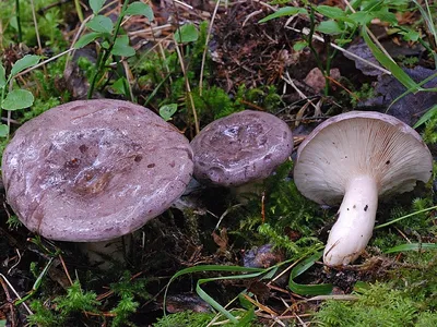 Млечник мокрый (Lactarius uvidus) – Грибы Сибири