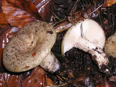 Lactarius mitissimus (aurantiacus), Млечник неедкий