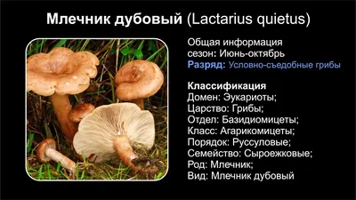 Lactarius quietus, Млечник нейтральный