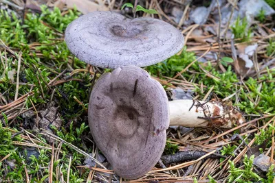 Млечник обыкновенный (Lactarius trivialis) – Грибы Сибири