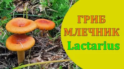 Млечник липкий (Lactarius blennius) - Picture Mushroom