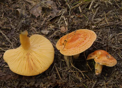 Млечник сосочковый, Lactarius mammosus - Грибы Средней Полосы