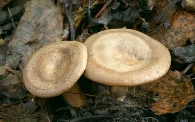 Lactarius (Lactifluus) glaucescens, Груздь (млечник) сизоватый