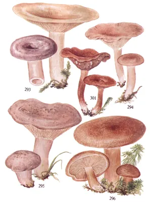 Млечник чахлый (Lactarius tabidus) - Picture Mushroom