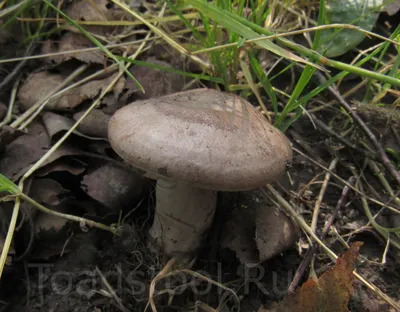 Млечник обыкновенный (Lactarius trivialis) – Грибы Сибири [Вложение: 27241]