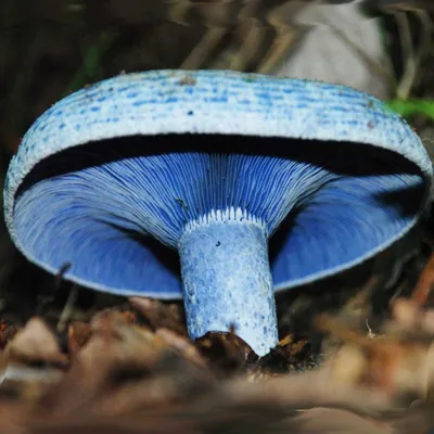 Млечник бурый (Lactarius lignyotus) - Picture Mushroom