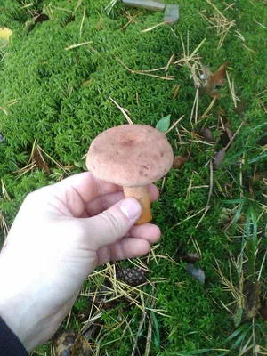 Млечник ароматный - Lactarius glyciosmus - Грибы Уломы Железной