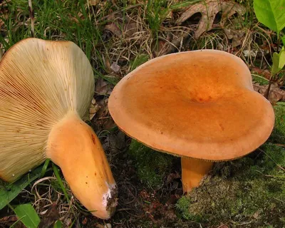 Lactarius flexuosus, Серушка (млечник извилистый)