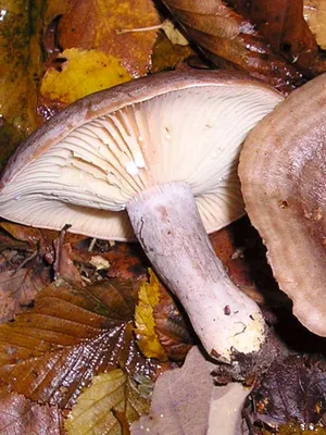 Млечник серо-розовый - Lactarius helvus - Грибы Уломы Железной