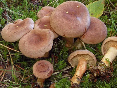 Млечник шиповатый (Lactarius spinosulus) – Грибы Сибири